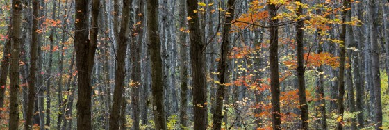 Photo 8 by Dan Minicucci for Panoramics