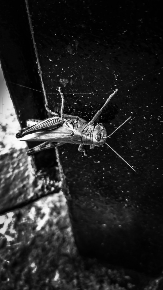A Bugs Life 2