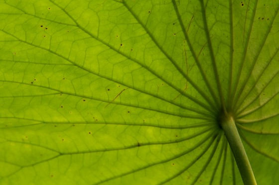 Lotus