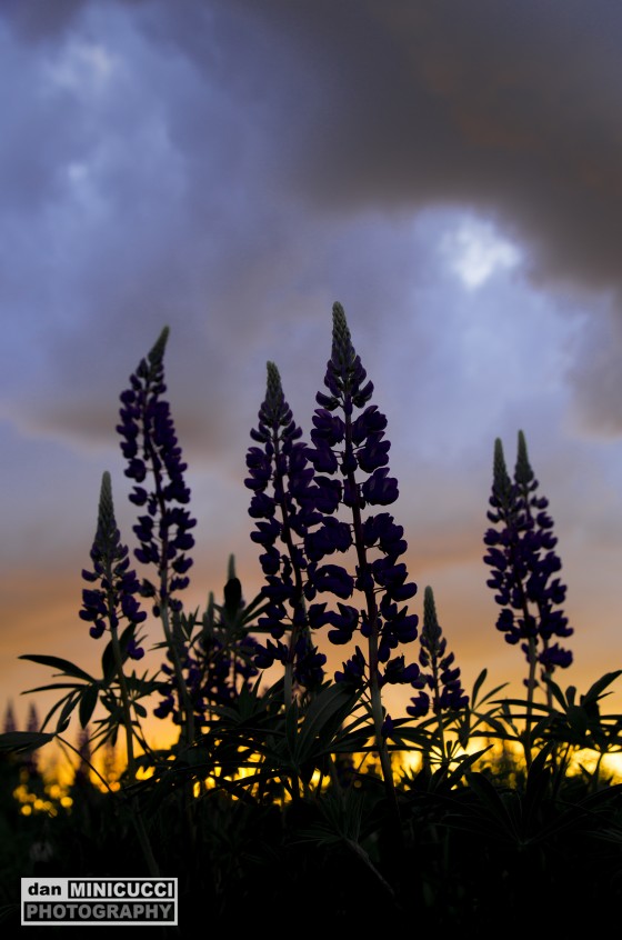 Lupine Sugar Hill, NH
