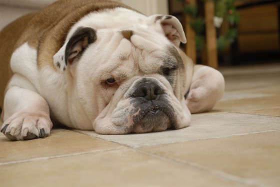 Photo 69 by Roy Caratozzolo for Pet Photography