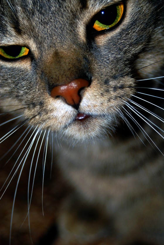 Photo 52 by Roy Caratozzolo for Pet Photography