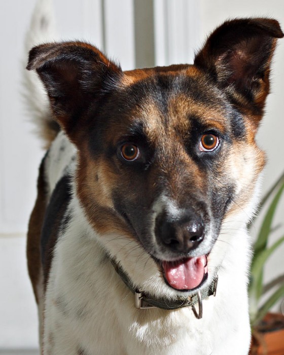Photo 3 by MagicStar Photography of Loganville for Pet Portraits