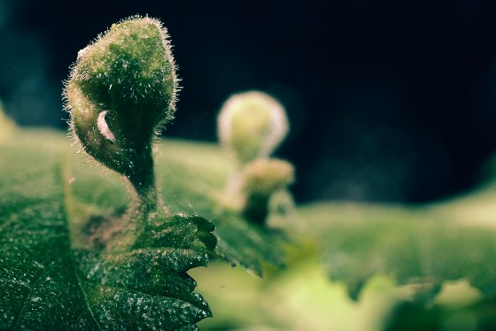Photo 9 by Seth Fischer for Nature Photography