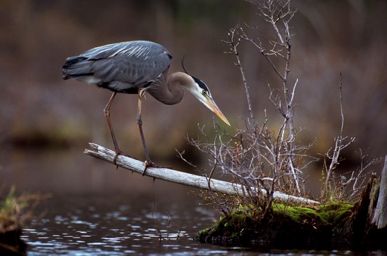 Great Blue Heron