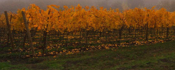 October Vineyard