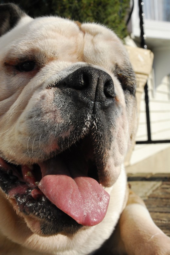 Photo 99 by Roy Caratozzolo for Pet Photography