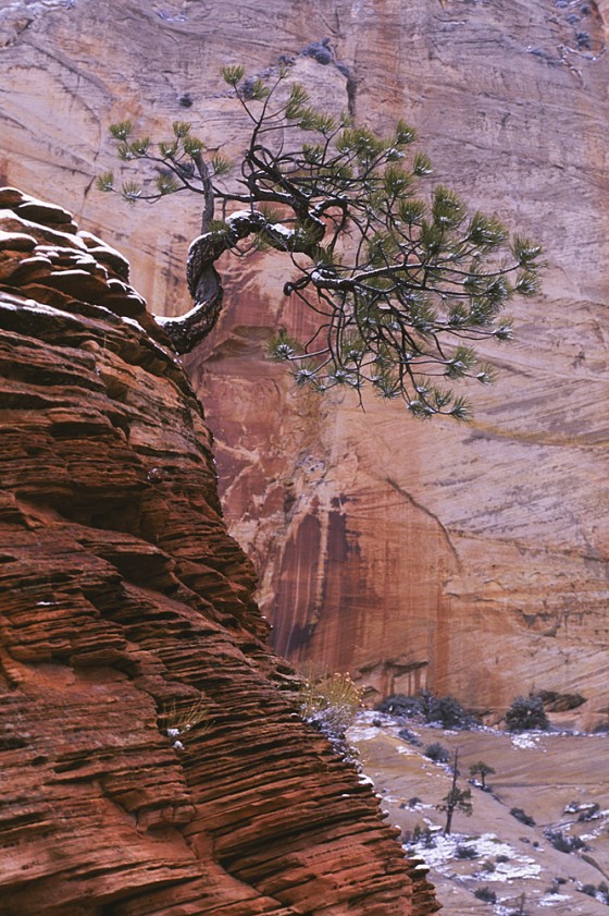 Hoodoo and Pinion Pine