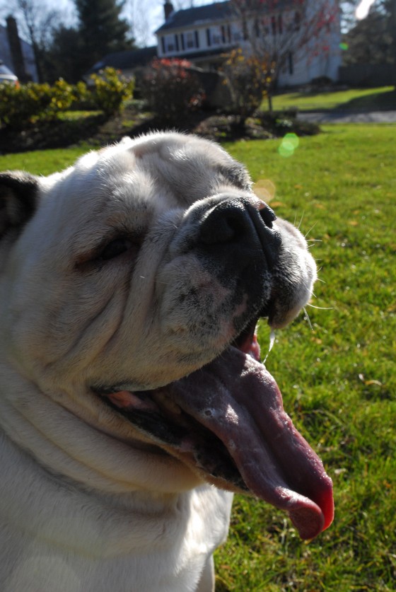 Photo 122 by Roy Caratozzolo for Pet Photography