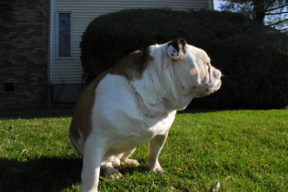 Photo 94 by Roy Caratozzolo for Pet Photography