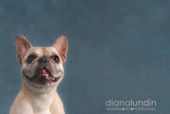Photo 20 by Diana Lundin for Pet Photography