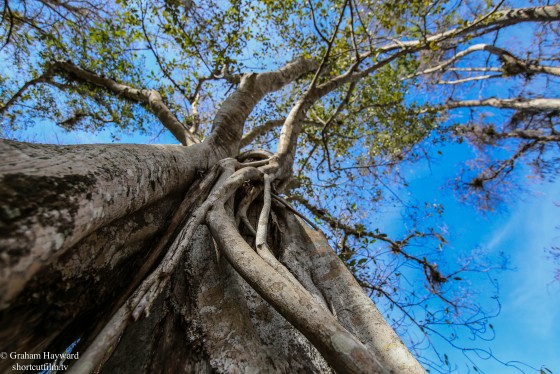 Clyde Butcher's place in the Big Cypress Preserve