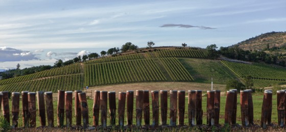 Vineyard