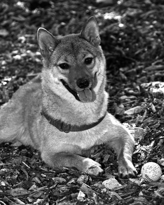 Photo 11 by Roy Caratozzolo for Pet Photography