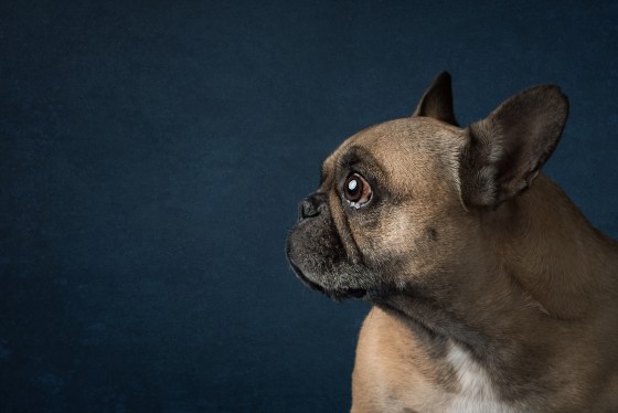 Photo 8 by Diana Lundin for Pet Photography