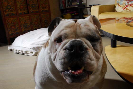 Photo 74 by Roy Caratozzolo for Pet Photography