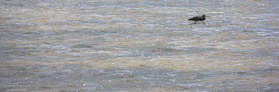 Hunter off Tigertail beach.