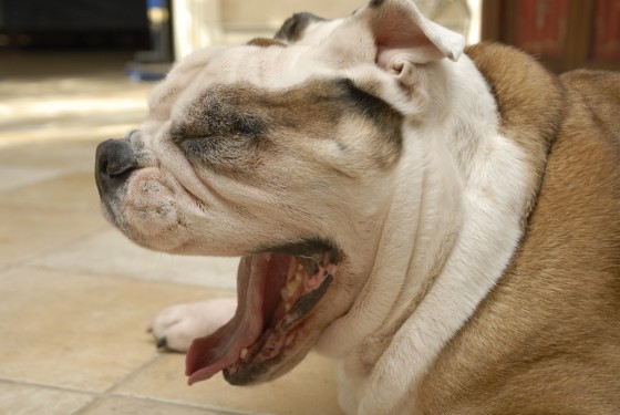 Photo 67 by Roy Caratozzolo for Pet Photography