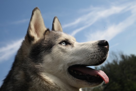 Photo 15 by Retrospect Designs for Pets