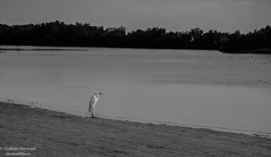 Tiger Tail Beach Marco Florida