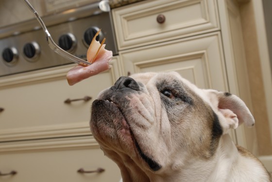 Photo 72 by Roy Caratozzolo for Pet Photography