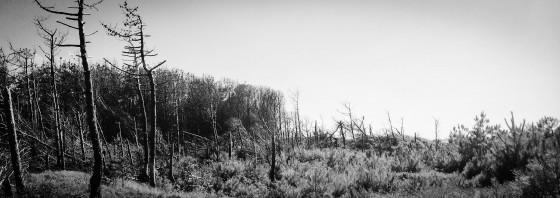 Hinterland