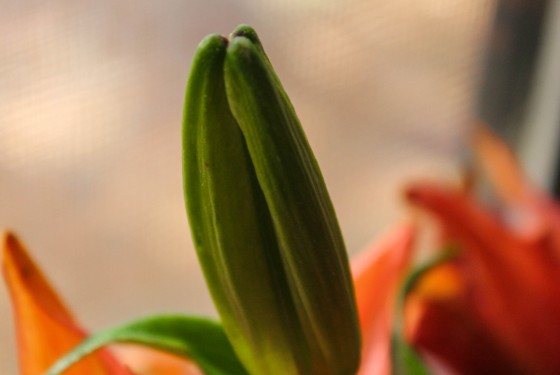 Photo 12 by Creative Maven for Nature Photography