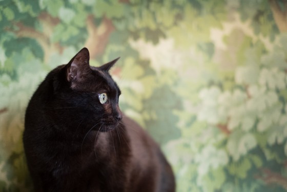 Photo 10 by Diana Lundin for Pet Photography