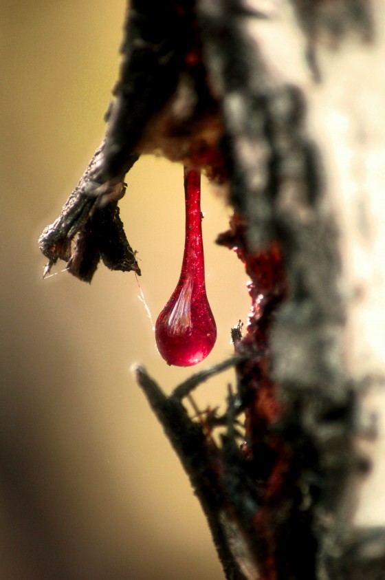 Photo 16 by Dream Lenz Photography for Mother nature