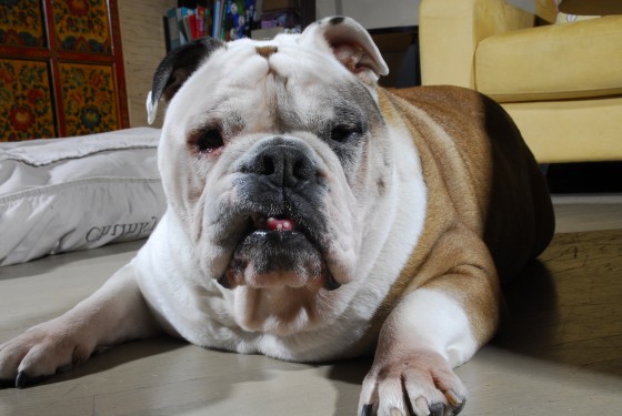 Photo 96 by Roy Caratozzolo for Pet Photography