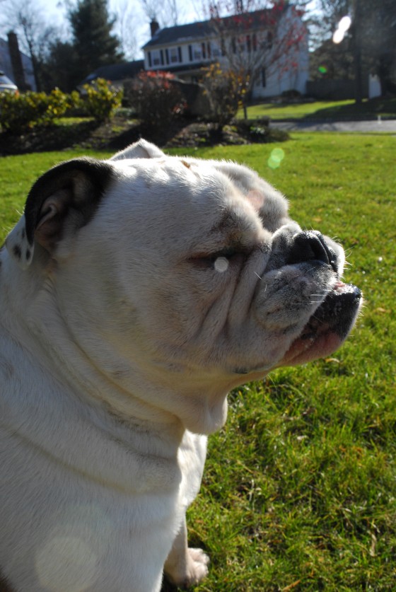 Photo 123 by Roy Caratozzolo for Pet Photography