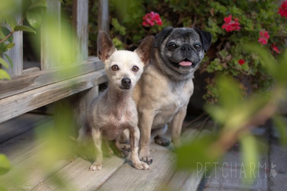 Photo 4 by Pet Charm Photography for Portfolio