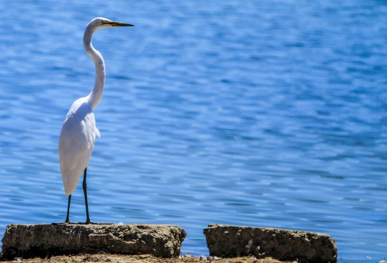 Herons