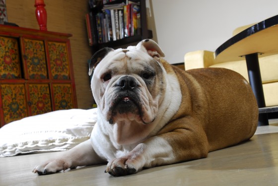 Photo 85 by Roy Caratozzolo for Pet Photography