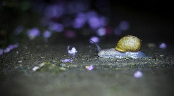 Photo 6 by Caslin for Nature