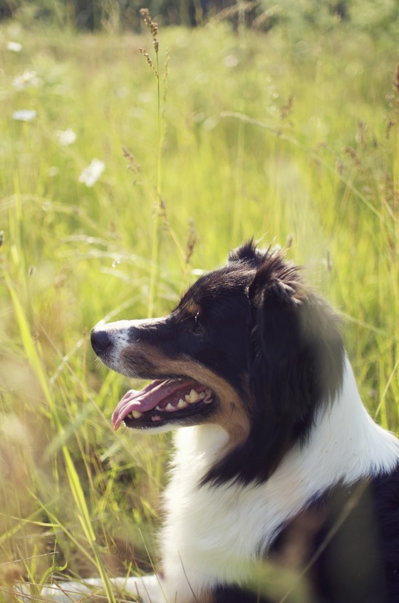 Photo 11 by Natalie Curtis for Pet Photography