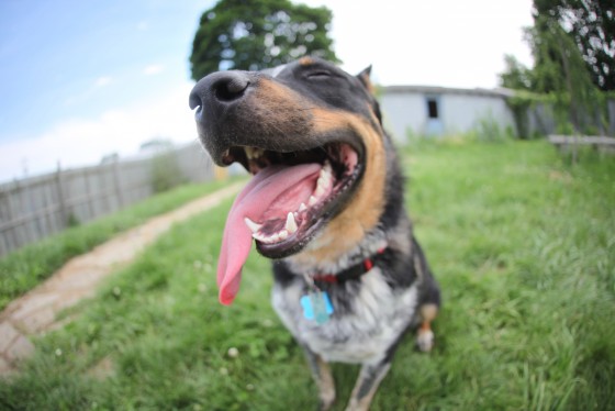 Photo 25 by Retrospect Designs for Pets