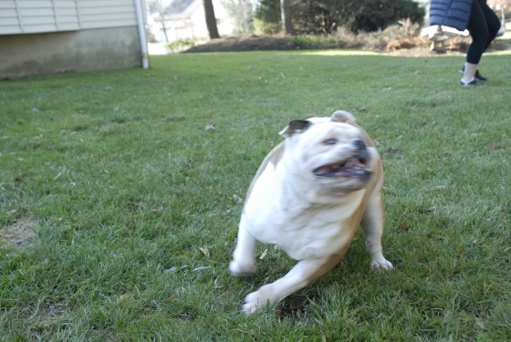 Photo 76 by Roy Caratozzolo for Pet Photography