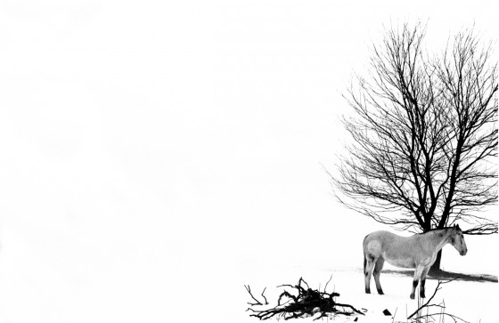Photo 12 by Roy Caratozzolo for Pet Photography