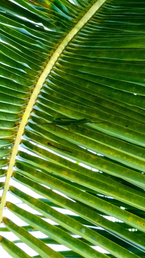 Camouflage