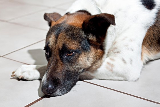 Photo 6 by MagicStar Photography of Loganville for Pet Portraits