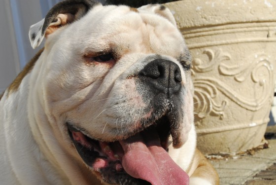 Photo 58 by Roy Caratozzolo for Pet Photography