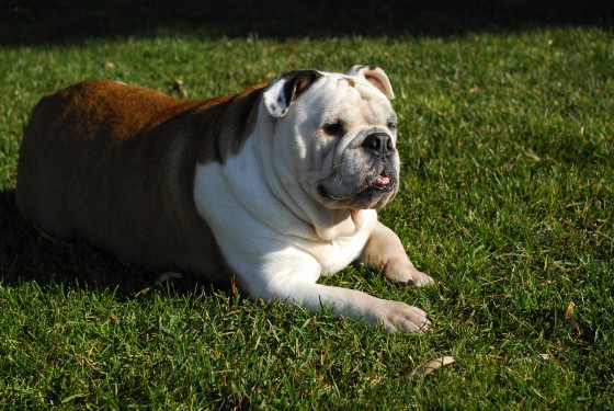 Photo 91 by Roy Caratozzolo for Pet Photography