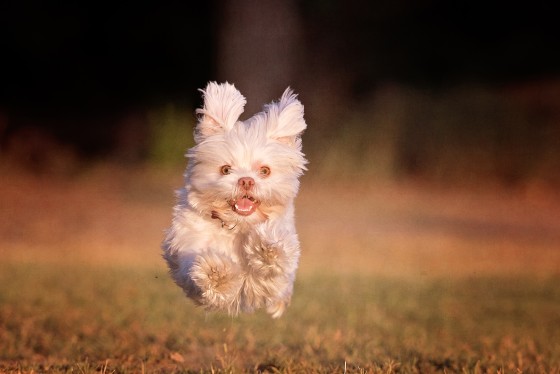Photo 14 by Diana Lundin for Pet Photography