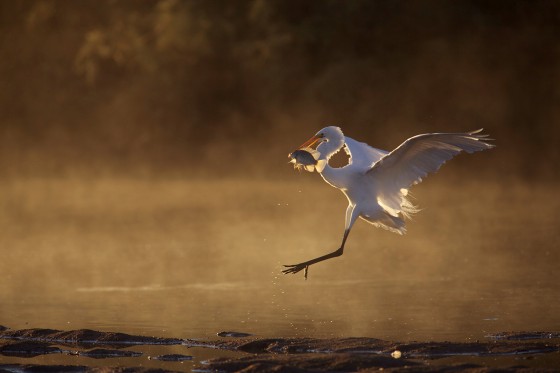 Egret
