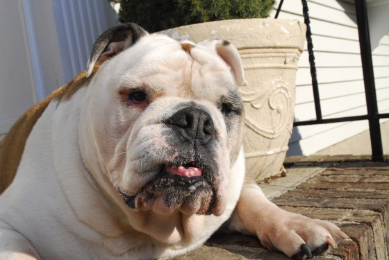 Photo 57 by Roy Caratozzolo for Pet Photography