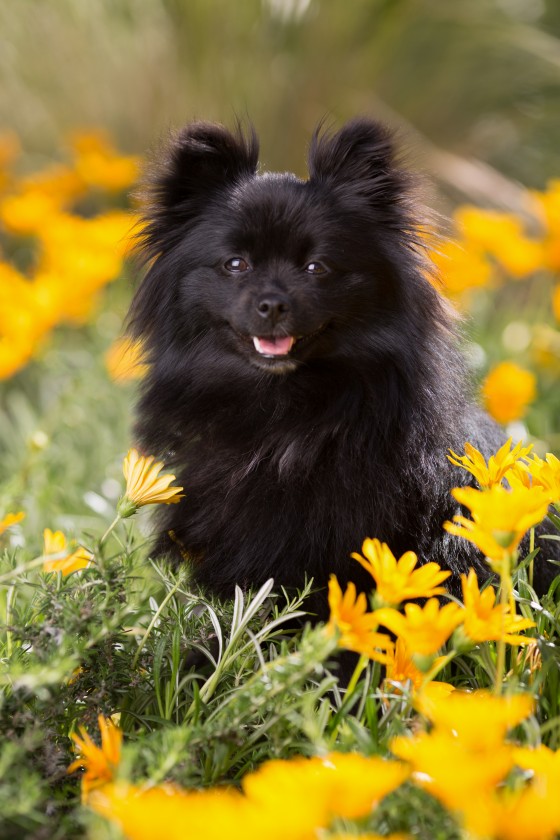 Photo 1 by Diana Lundin for Pet Photography