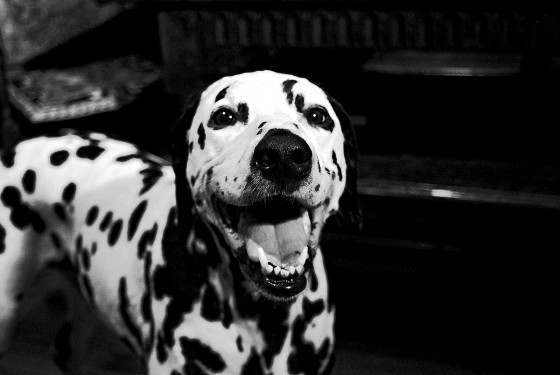 Photo 16 by Roy Caratozzolo for Pet Photography
