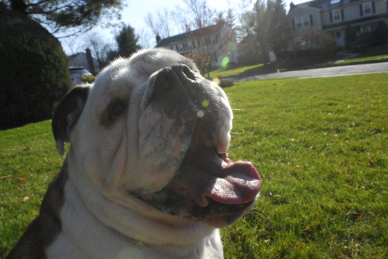 Photo 97 by Roy Caratozzolo for Pet Photography