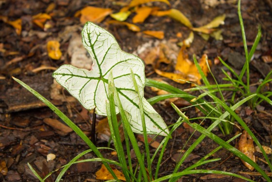 Photo 22 by Creative Maven for Nature Photography